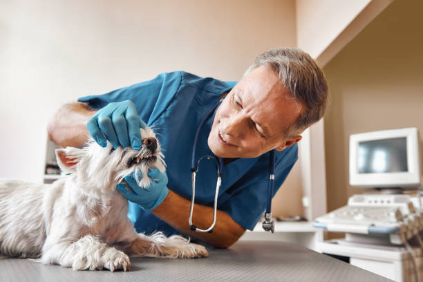 Best Mobile Emergency Dentist in Alameda, CA
